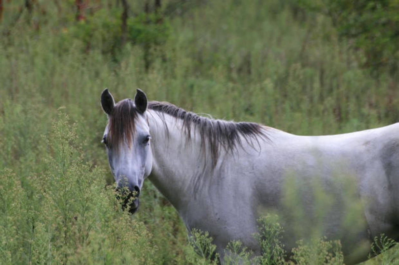 Horse Products
