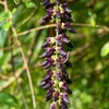Sewanti Organic Tribulus Power