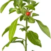 Sewanti Organic Tribulus Power