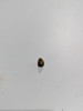 LawnBoy Lawn Boy 609686 Carburetor Screw