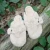Aspy Fur Clog - Snow