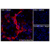 Immunofluorescence, Intracellular: (Left) COS-7 cells transiently transfected F3 were permeabilized and stained with F3 Monoclonal Antibody (CSB0010) followed by AlexaFluor 647 anti- IgG secondary antibody (red) and DAPI (blue). (Top right) COS-7 cells transiently transfected with an empty control vector stained with F3 Monoclonal Antibody. (Bottom right) Isotype control: COS-7 cells transfected with F3 and stained with control MAb.