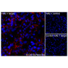 Immunofluorescence, Extracellular: (Left) COS-7 cells transiently transfected human VEGFA were stained with VEGFA Monoclonal Antibody (CSB0018) followed by AlexaFluor 647 anti-Mouse IgG secondary antibody (red) and DAPI (blue). (Top right) COS-7 cells transiently transfected with an empty control vector stained with VEGFA Monoclonal Antibody. (Bottom right) Isotype control: COS-7 cells transfected with human VEGFA and stained with control MAb.