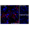 Immunofluorescence (Extracellular): (A) COS-7 cells transiently transfected with human CD1D were stained with CD1D Monoclonal Antibody (CSB0088) followed by AlexaFluor 647 anti-Mouse IgG secondary antibody (red) and DAPI (blue). (B) COS-7 cells transiently transfected with an empty control vector stained with CD1D Monoclonal Antibody. (C) Isotype control: COS-7 cells  transfected with human CD1D and stained with control MAb.