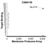 The specificity of GLUT4 Monoclonal Antibody (CSB0139) was tested on the Membrane Proteome Array™ and shown to be specific for human GLUT4. The Membrane Proteome Array™ contains 6,000 different human membrane proteins, each expressed in unfixed human cells to ensure native conformation and post-translational modifications. The Membrane Proteome Array™ represents the industry standard for determining the binding specificity of antibodies and other protein ligands.