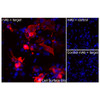 Immunofluorescence, Extracellular: (Left) COS-7 cells transiently transfected human GLUT4 were stained with GLUT4 Monoclonal Antibody (CSB0139) followed by AlexaFluor 647 anti-Mouse IgG secondary antibody (red) and DAPI (blue). (Top right) COS-7 cells transiently transfected with an empty control vector stained with GLUT4 Monoclonal Antibody. (Bottom right) Isotype control: COS-7 cells transfected with human GLUT4 and stained with control MAb.