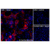 Immunofluorescence, Extracellular: (Left) COS-7 cells transiently transfected human OLR1 were stained with OLR1 Monoclonal Antibody (CSB0036) followed by AlexaFluor 647 anti-Mouse IgG secondary antibody (red) and DAPI (blue). (Top right) COS-7 cells transiently transfected with an empty control vector stained with OLR1 Monoclonal Antibody. (Bottom right) Isotype control: COS-7 cells transfected with human OLR1 and stained with control MAb.