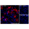 Immunofluorescence, Intracellular: (Left) COS-7 cells transiently transfected human OLR1 were permeabilized and stained with OLR1 Monoclonal Antibody (CSB0036) followed by AlexaFluor 647 anti-Mouse IgG secondary antibody (red) and DAPI (blue). (Top right) COS-7 cells transiently transfected with an empty control vector stained with OLR1 Monoclonal Antibody. (Bottom right) Isotype control: COS-7 cells transfected with human OLR1 and stained with control MAb.