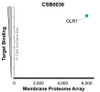 Membrane Proteome Specificity: The specificity of OLR1 Monoclonal Antibody (CSB0036) was tested on the Membrane Proteome Array™ and shown to be specific for human OLR1. The Membrane Proteome Array™ contains 6,000 different human membrane proteins, each expressed in unfixed human cells to ensure native conformation and post-translational modifications. The Membrane Proteome Array™ represents the industry standard for determining the binding specificity of antibodies and other protein ligands.