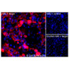 Immunofluorescence, Extracellular: (Left) COS-7 cells transiently transfected human DLL4 were stained with DLL4 Monoclonal Antibody (CSB0005) followed by AlexaFluor 647 anti-Mouse IgG secondary antibody (red) and DAPI (blue). (Top right) COS-7 cells transiently transfected with an empty control vector stained with DLL4 Monoclonal Antibody. (Bottom right) Isotype control: COS-7 cells transfected with human DLL4 and stained with control MAb.