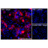 Immunofluorescence, Intracellular: (Left) COS-7 cells transiently transfected human DLL4 were permeabilized and stained with DLL4 Monoclonal Antibody (CSB0005) followed by AlexaFluor 647 anti-Mouse IgG secondary antibody (red) and DAPI (blue). (Top right) COS-7 cells transiently transfected with an empty control vector stained with DLL4 Monoclonal Antibody. (Bottom right) Isotype control: COS-7 cells transfected with human DLL4 and stained with control MAb.