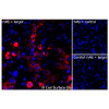Immunofluorescence, Extracellular: (Left) COS-7 cells transiently transfected human GLUT4 were stained with GLUT4 Monoclonal Antibody (CSB0148) followed by AlexaFluor 647 anti-Human IgG secondary antibody (red) and DAPI (blue). (Top right) COS-7 cells transiently transfected with an empty control vector stained with GLUT4 Monoclonal Antibody. (Bottom right) Isotype control: COS-7 cells transfected with human GLUT4 and stained with control MAb.