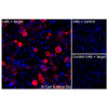 Immunofluorescence, Intracellular: (Left) COS-7 cells transiently transfected human GLUT4 were permeabilized and stained with GLUT4 Monoclonal Antibody (CSB0148) followed by AlexaFluor 647 anti-Human IgG secondary antibody (red) and DAPI (blue). (Top right) COS-7 cells transiently transfected with an empty control vector stained with GLUT4 Monoclonal Antibody. (Bottom right) Isotype control: COS-7 cells transfected with human GLUT4 and stained with control MAb.