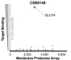 Membrane Proteome Specificity: The specificity of GLUT4 Monoclonal Antibody (CSB0148) was tested on the Membrane Proteome Array™ and shown to be specific for human GLUT4. The Membrane Proteome Array™ contains 6,000 different human membrane proteins, each expressed in unfixed human cells to ensure native conformation and post-translational modifications. The Membrane Proteome Array™ represents the industry standard for determining the binding specificity of antibodies and other protein ligands.