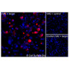 Immunofluorescence, Intracellular: (Left) COS-7 cells transiently transfected human GLUT4 were permeabilized and stained with GLUT4 Monoclonal Antibody (CSB0152) followed by AlexaFluor 647 anti-Human IgG secondary antibody (red) and DAPI (blue). (Top right) COS-7 cells transiently transfected with an empty control vector stained with GLUT4 Monoclonal Antibody. (Bottom right) Isotype control: COS-7 cells transfected with human GLUT4 and stained with control MAb.