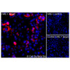 Immunofluorescence (Intracellular): (A) COS-7 cells transiently transfected with human ADORA2A were permeabilized and stained with  ADORA2A Monoclonal Antibody (CSB0002)  followed by AlexaFluor 647 anti-Mouse IgG secondary antibody (red) and DAPI (blue). (B) COS-7 cells transiently transfected with an empty control vector stained with ADORA2A Monoclonal Antibody. (C) Isotype control: COS-7 cells  transfected with human ADORA2A and stained with control MAb.