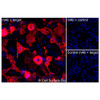 Immunofluorescence, Extracellular: (Left) COS-7 cells transiently transfected human IL2Ra were stained with IL2Ra Monoclonal Antibody (CSB0015) followed by AlexaFluor 647 anti-Mouse IgG secondary antibody (red) and DAPI (blue). (Top right) COS-7 cells transiently transfected with an empty control vector stained with IL2Ra Monoclonal Antibody. (Bottom right) Isotype control: COS-7 cells transfected with human IL2Ra and stained with control MAb.