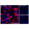 Immunofluorescence, Extracellular: (Left) COS-7 cells transiently transfected human IL2Ra were stained with IL2Ra Monoclonal Antibody (CSB0026) followed by AlexaFluor 647 anti-Mouse IgG secondary antibody (red) and DAPI (blue). (Top right) COS-7 cells transiently transfected with an empty control vector stained with IL2Ra Monoclonal Antibody. (Bottom right) Isotype control: COS-7 cells transfected with human IL2Ra and stained with control MAb.