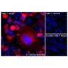 Immunofluorescence, Intracellular: (Left) COS-7 cells transiently transfected human IL2Ra were permeabilized and stained with IL2Ra Monoclonal Antibody (CSB0026) followed by AlexaFluor 647 anti-Mouse IgG secondary antibody (red) and DAPI (blue). (Top right) COS-7 cells transiently transfected with an empty control vector stained with IL2Ra Monoclonal Antibody. (Bottom right) Isotype control: COS-7 cells transfected with human IL2Ra and stained with control MAb.