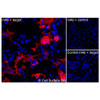 Immunofluorescence (Extracellular): (A) COS-7 cells transiently transfected with human CD2 were stained with CD2 Monoclonal Antibody (CSB0029) followed by AlexaFluor 647 anti-Mouse IgG secondary antibody (red) and DAPI (blue). (B) COS-7 cells transiently transfected with an empty control vector stained with CD2 Monoclonal Antibody. (C) Isotype control: COS-7 cells  transfected with human CD2 and stained with control MAb.