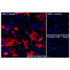 Immunofluorescence, Intracellular: (Left) COS-7 cells transiently transfected human CD2 were permeabilized and stained with CD2 Monoclonal Antibody (CSB0029) followed by AlexaFluor 647 anti-Mouse IgG secondary antibody (red) and DAPI (blue). (Top right) COS-7 cells transiently transfected with an empty control vector stained with CD2 Monoclonal Antibody. (Bottom right) Isotype control: COS-7 cells transfected with human CD2 and stained with control MAb.