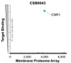 Membrane Proteome Specificity: The specificity of CNR1 Monoclonal Antibody (CSB0043) was tested on the Membrane Proteome Array™ and shown to be specific for human CNR1. The Membrane Proteome Array™ contains 6,000 different human membrane proteins, each expressed in unfixed human cells to ensure native conformation and post-translational modifications. The Membrane Proteome Array™ represents the industry standard for determining the binding specificity of antibodies and other protein ligands.