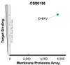 Membrane Proteome Specificity: The specificity of Chikungunya Virus E1/E2 Monoclonal Antibody (CSB0106) was tested on the Membrane Proteome Array™ and shown to be specific for Chikungunya Virus E1/E2. The Membrane Proteome Array™ contains 6,000 different human membrane proteins, each expressed in unfixed human cells to ensure native conformation and post-translational modifications. The Membrane Proteome Array™ represents the industry standard for determining the binding specificity of antibodies and other protein ligands.
