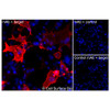 Immunofluorescence (Extracellular): (A) COS-7 cells transiently transfected with human TNFSF4 were stained with TNFSF4 Monoclonal Antibody (CSB0091) followed by AlexaFluor 647 anti-Mouse IgG secondary antibody (red) and DAPI (blue). (B) COS-7 cells transiently transfected with an empty control vector stained with TNFSF4 Monoclonal Antibody. (C) Isotype control: COS-7 cells  transfected with human TNFSF4 and stained with control MAb.