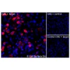 Immunofluorescence, Extracellular: (Left) JS-1 cells transiently transfected CD151 were stained with CD151 Monoclonal Antibody (CSB0001) followed by AlexaFluor 647 anti- IgG secondary antibody (red) and DAPI (blue). (Top right) JS-1 cells transiently transfected with an empty control vector stained with CD151 Monoclonal Antibody. (Bottom right) Isotype control: JS-1 cells transfected with CD151 and stained with control MAb.