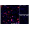 Immunofluorescence, Intracellular: (Left) JS-1 cells transiently transfected CD151 were permeabilized and stained with CD151 Monoclonal Antibody (CSB0001) followed by AlexaFluor 647 anti- IgG secondary antibody (red) and DAPI (blue). (Top right) JS-1 cells transiently transfected with an empty control vector stained with CD151 Monoclonal Antibody. (Bottom right) Isotype control: JS-1 cells transfected with {{target} and stained with control MAb.
