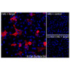 Immunofluorescence, Intracellular: (Left) JS-1 cells transiently transfected human EGFR were permeabilized and stained with EGFR Monoclonal Antibody (CSB0080) followed by AlexaFluor 647 anti-Mouse IgG secondary antibody (red) and DAPI (blue). (Top right) JS-1 cells transiently transfected with an empty control vector stained with EGFR Monoclonal Antibody. (Bottom right) Isotype control: JS-1 cells transfected with human EGFR and stained with control MAb.