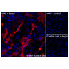 Immunofluorescence (Intracellular): (A) COS-7 cells transiently transfected with human PDCD1LG2 were permeabilized and stained with  PDCD1LG2 Monoclonal Antibody (CSB0078)  followed by AlexaFluor 647 anti-Mouse IgG secondary antibody (red) and DAPI (blue). (B) COS-7 cells transiently transfected with an empty control vector stained with PDCD1LG2 Monoclonal Antibody. (C) Isotype control: COS-7 cells  transfected with human PDCD1LG2 and stained with control MAb.