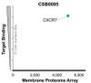 Membrane Proteome Specificity: The specificity of CXCR7 Monoclonal Antibody (CSB0095) was tested on the Membrane Proteome Array™ and shown to be specific for human CXCR7. The Membrane Proteome Array™ contains 6,000 different human membrane proteins, each expressed in unfixed human cells to ensure native conformation and post-translational modifications. The Membrane Proteome Array™ represents the industry standard for determining the binding specificity of antibodies and other protein ligands.