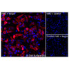 Immunofluorescence (Extracellular): (A) JS-1 cells transiently transfected with human ADAM9 were stained with ADAM9 Monoclonal Antibody (CSB0071) followed by AlexaFluor 647 anti-Mouse IgG secondary antibody (red) and DAPI (blue). (B) JS-1 cells transiently transfected with an empty control vector stained with ADAM9 Monoclonal Antibody. (C) Isotype control: JS-1 cells  transfected with human ADAM9 and stained with control MAb.