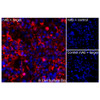 Immunofluorescence, Intracellular: (Left) COS-7 cells transiently transfected human VEGFA were permeabilized and stained with VEGFA Monoclonal Antibody (CSB0075) followed by AlexaFluor 647 anti-Mouse IgG secondary antibody (red) and DAPI (blue). (Top right) COS-7 cells transiently transfected with an empty control vector stained with VEGFA Monoclonal Antibody. (Bottom right) Isotype control: COS-7 cells transfected with human VEGFA and stained with control MAb.