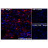 Immunofluorescence, Extracellular: (Left) COS-7 cells transiently transfected human VEGFA were stained with VEGFA Monoclonal Antibody (CSB0068) followed by AlexaFluor 647 anti-Mouse IgG secondary antibody (red) and DAPI (blue). (Top right) COS-7 cells transiently transfected with an empty control vector stained with VEGFA Monoclonal Antibody. (Bottom right) Isotype control: COS-7 cells transfected with human VEGFA and stained with control MAb.