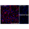 Immunofluorescence, Intracellular: (Left) COS-7 cells transiently transfected human VEGFA were permeabilized and stained with VEGFA Monoclonal Antibody (CSB0068) followed by AlexaFluor 647 anti-Mouse IgG secondary antibody (red) and DAPI (blue). (Top right) COS-7 cells transiently transfected with an empty control vector stained with VEGFA Monoclonal Antibody. (Bottom right) Isotype control: COS-7 cells transfected with human VEGFA and stained with control MAb.