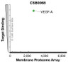 Membrane Proteome Specificity: The specificity of VEGFA Monoclonal Antibody (CSB0068) was tested on the Membrane Proteome Array™ and shown to be specific for human VEGFA. The Membrane Proteome Array™ contains 6,000 different human membrane proteins, each expressed in unfixed human cells to ensure native conformation and post-translational modifications. The Membrane Proteome Array™ represents the industry standard for determining the binding specificity of antibodies and other protein ligands.
