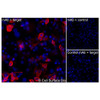 Immunofluorescence (Extracellular): (A) COS-7 cells transiently transfected with human CX3CL1 were stained with CX3CL1 Monoclonal Antibody (CSB0111) followed by AlexaFluor 647 anti-Mouse IgG secondary antibody (red) and DAPI (blue). (B) COS-7 cells transiently transfected with an empty control vector stained with CX3CL1 Monoclonal Antibody. (C) Isotype control: COS-7 cells  transfected with human CX3CL1 and stained with control MAb.