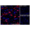 Immunofluorescence, Extracellular: (Left) JS-1 cells transiently transfected human PTHR1 were stained with PTHR1 Monoclonal Antibody (CSB0053) followed by AlexaFluor 647 anti-Mouse IgG secondary antibody (red) and DAPI (blue). (Top right) JS-1 cells transiently transfected with an empty control vector stained with PTHR1 Monoclonal Antibody. (Bottom right) Isotype control: JS-1 cells transfected with human PTHR1 and stained with control MAb.