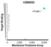 Membrane Proteome Specificity: The specificity of PTHR1 Monoclonal Antibody (CSB0053) was tested on the Membrane Proteome Array™ and shown to be specific for human PTHR1. The Membrane Proteome Array™ contains 6,000 different human membrane proteins, each expressed in unfixed human cells to ensure native conformation and post-translational modifications. The Membrane Proteome Array™ represents the industry standard for determining the binding specificity of antibodies and other protein ligands.