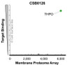 The specificity of THPO Monoclonal Antibody (CSB0126) was tested on the Membrane Proteome Array™ and shown to be specific for human THPO. The Membrane Proteome Array™ contains 6,000 different human membrane proteins, each expressed in unfixed human cells to ensure native conformation and post-translational modifications. The Membrane Proteome Array™ represents the industry standard for determining the binding specificity of antibodies and other protein ligands.