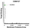 Membrane Proteome Specificity: The specificity of KCNK4 Monoclonal Antibody (CSB0127) was tested on the Membrane Proteome Array™ and shown to be specific for human KCNK4. The Membrane Proteome Array™ contains 6,000 different human membrane proteins, each expressed in unfixed human cells to ensure native conformation and post-translational modifications. The Membrane Proteome Array™ represents the industry standard for determining the binding specificity of antibodies and other protein ligands.