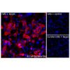 Immunofluorescence, Intracellular: (Left) COS-7 cells transiently transfected human TTYH1 were permeabilized and stained with TTYH1 Monoclonal Antibody (CSB0153) followed by AlexaFluor 647 anti-Mouse IgG secondary antibody (red) and DAPI (blue). (Top right) COS-7 cells transiently transfected with an empty control vector stained with TTYH1 Monoclonal Antibody. (Bottom right) Isotype control: COS-7 cells transfected with human TTYH1 and stained with control MAb.