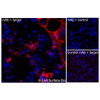 Immunofluorescence, Extracellular: (Left) COS-7 cells transiently transfected human TTYH2 were stained with TTYH2 Monoclonal Antibody (CSB0154) followed by AlexaFluor 647 anti-Mouse IgG secondary antibody (red) and DAPI (blue). (Top right) COS-7 cells transiently transfected with an empty control vector stained with TTYH2 Monoclonal Antibody. (Bottom right) Isotype control: COS-7 cells transfected with human TTYH2 and stained with control MAb.
