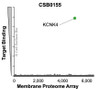Membrane Proteome Specificity: The specificity of KCNK4 Monoclonal Antibody (CSB0155) was tested on the Membrane Proteome Array™ and shown to be specific for human KCNK4. The Membrane Proteome Array™ contains 6,000 different human membrane proteins, each expressed in unfixed avian cells to ensure native conformation and post-translational modifications. The Membrane Proteome Array™ represents the industry standard for determining the binding specificity of antibodies and other protein ligands.