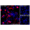 Immunofluorescence, Intracellular: (Left) COS-7 cells transiently transfected human CD16 were permeabilized and stained with CD16 Monoclonal Antibody (CSB0156) followed by AlexaFluor 647 anti-Mouse IgG secondary antibody (red) and DAPI (blue). (Top right) COS-7 cells transiently transfected with an empty control vector stained with CD16 Monoclonal Antibody. (Bottom right) Isotype control: COS-7 cells transfected with human CD16 and stained with control MAb.