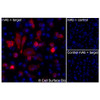 Immunofluorescence, Intracellular: (Left) JS-1 cells transiently transfected human LRRC15 were permeabilized and stained with LRRC15 Monoclonal Antibody (CSB0164) followed by AlexaFluor 647 anti-Mouse IgG secondary antibody (red) and DAPI (blue). (Top right) JS-1 cells transiently transfected with an empty control vector stained with LRRC15 Monoclonal Antibody. (Bottom right) Isotype control: JS-1 cells transfected with human LRRC15 and stained with control MAb.