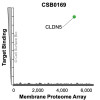 Membrane Proteome Specificity: The specificity of Claudin-5 Monoclonal Antibody (CSB0169) was tested on the Membrane Proteome Array™ and shown to be specific for human Claudin-5. The Membrane Proteome Array™ contains 6,000 different human membrane proteins, each expressed in unfixed human cells to ensure native conformation and post-translational modifications. The Membrane Proteome Array™ represents the industry standard for determining the binding specificity of antibodies and other protein ligands.