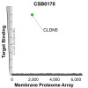 Membrane Proteome Specificity: The specificity of Claudin-5 Monoclonal Antibody (CSB0170) was tested on the Membrane Proteome Array™ and shown to be specific for human Claudin-5. The Membrane Proteome Array™ contains 6,000 different human membrane proteins, each expressed in unfixed human cells to ensure native conformation and post-translational modifications. The Membrane Proteome Array™ represents the industry standard for determining the binding specificity of antibodies and other protein ligands.